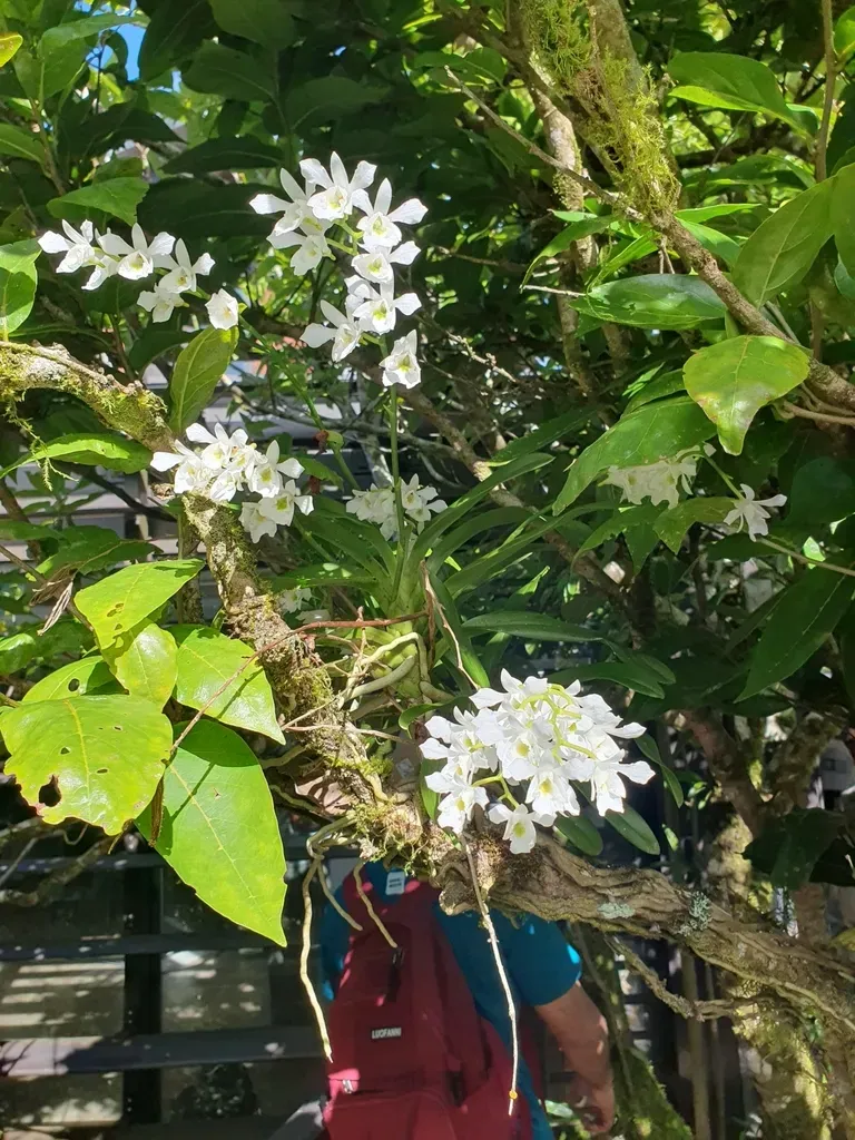 Beclardia Macrostachya