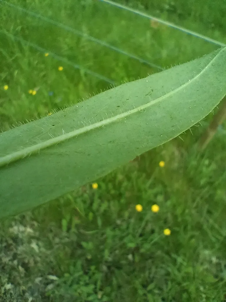 Yellow Devil Hawkweed