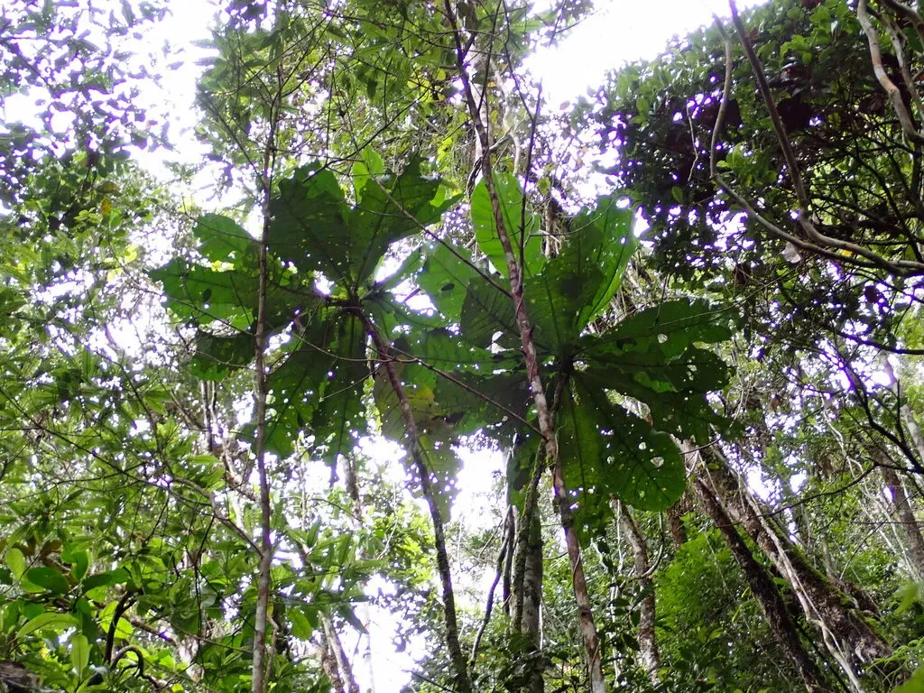 Anthocleista Amplexicaulis