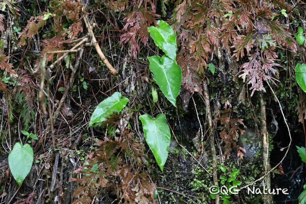 Pinellia Cordata