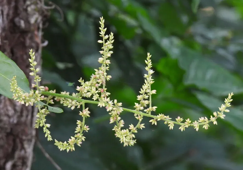 False Chaff Flower