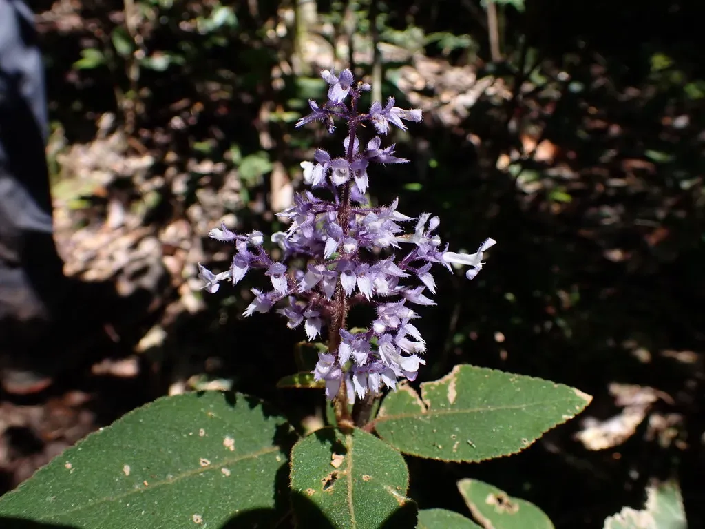 Plectranthus Vestitus