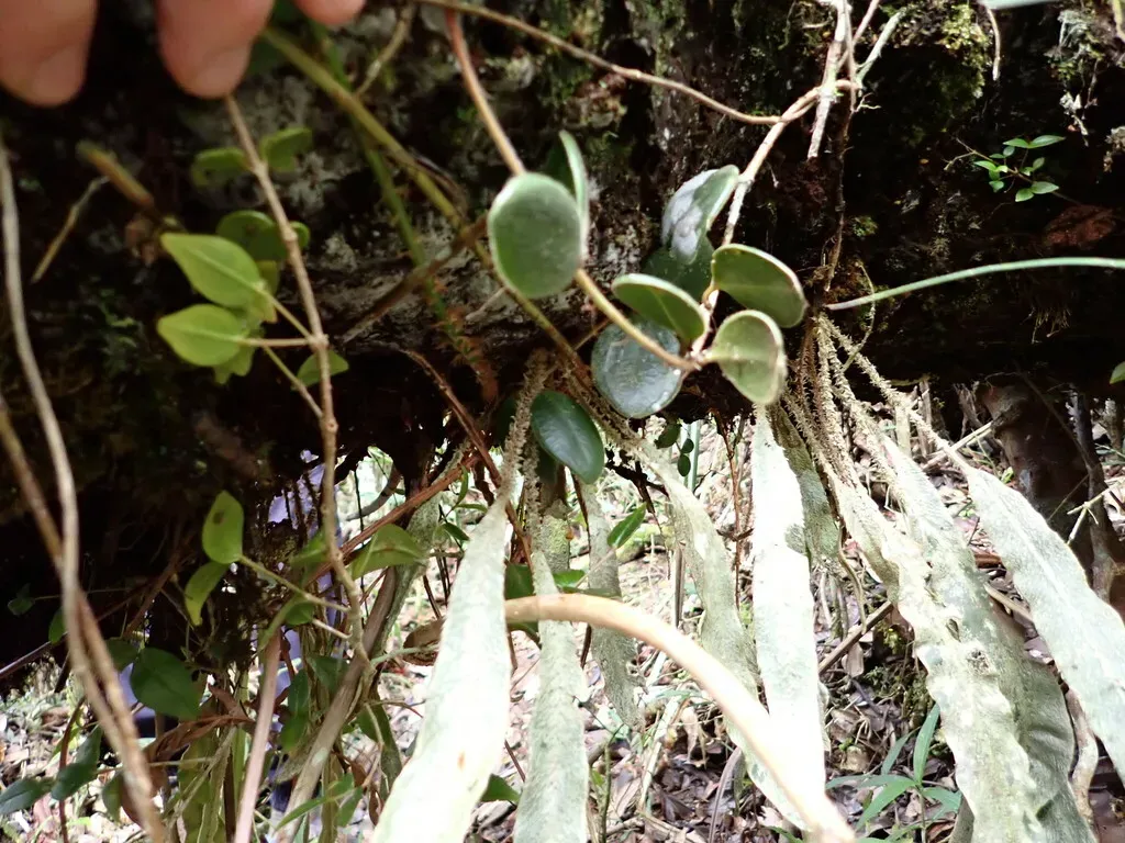 Elaphoglossum Leucolepis