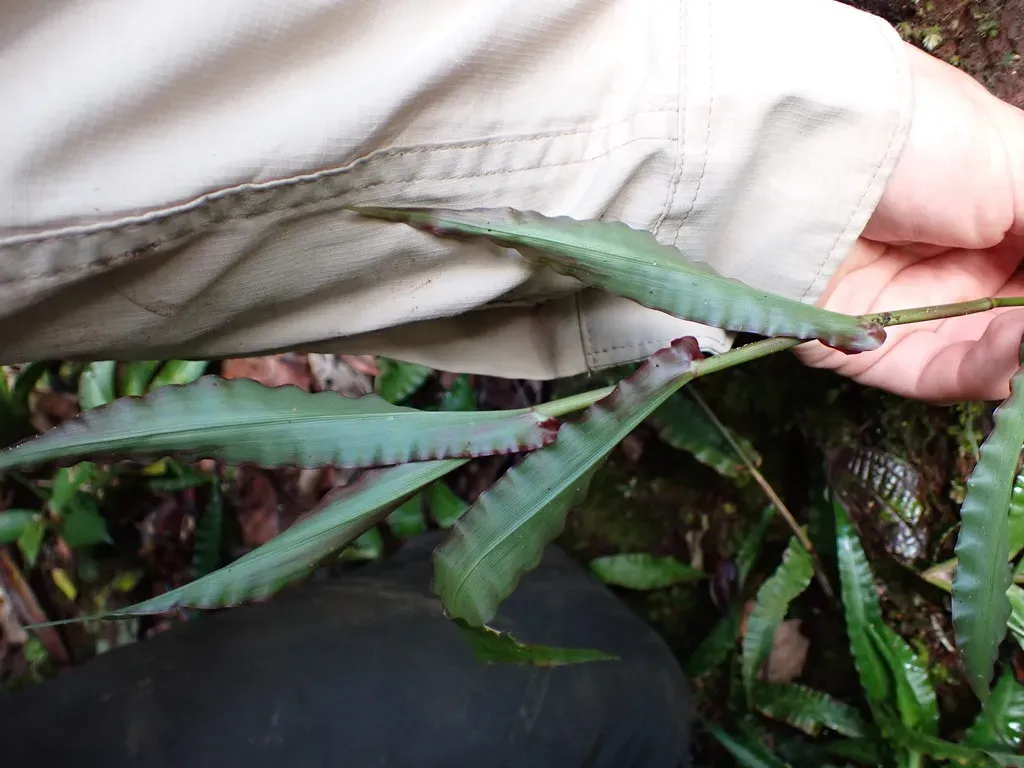 Megastachya Mucronata