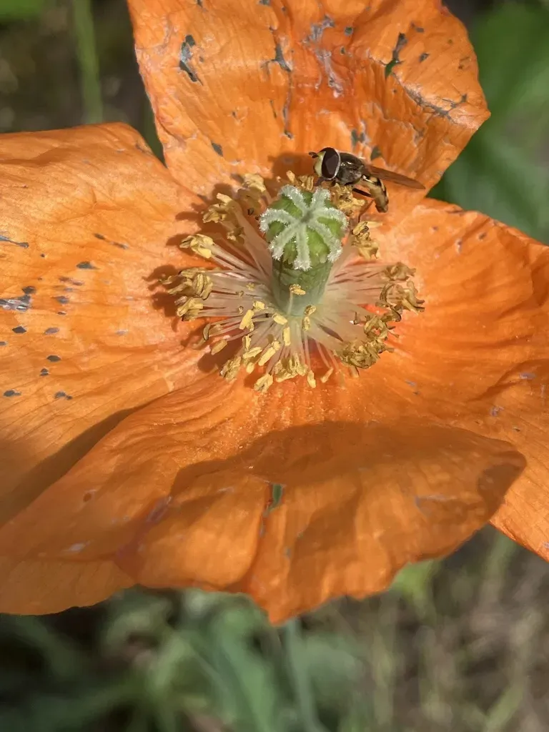 Moroccan Poppy