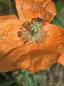 Moroccan Poppy