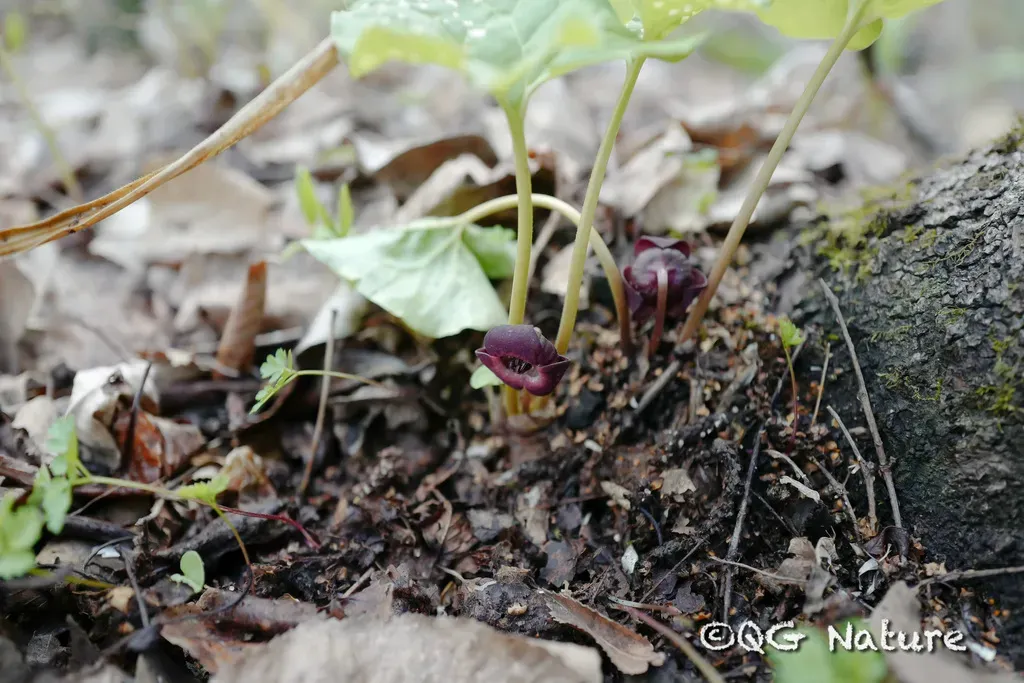Manchurian Wild Ginger