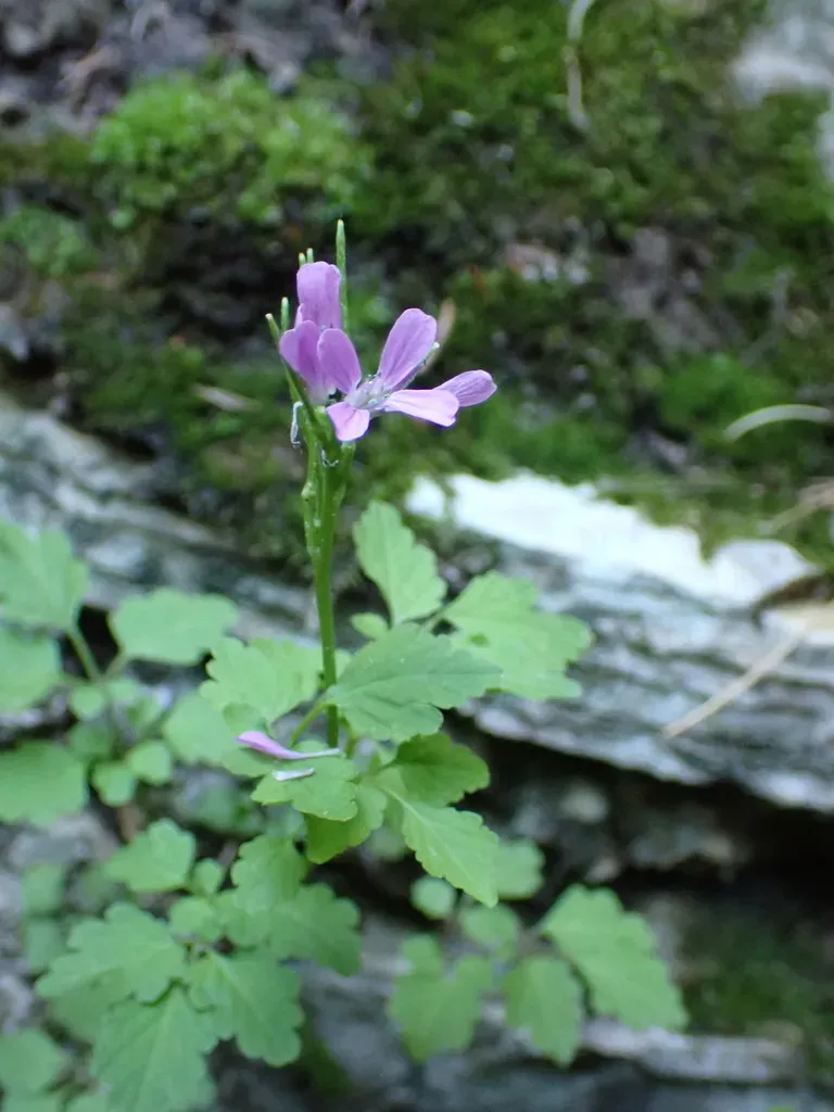 Cardamine Chelidonia