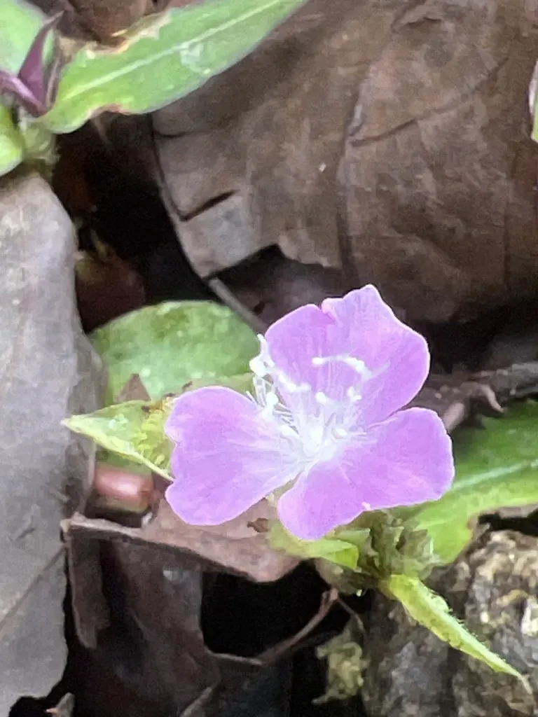 Pöll's Spiderwort