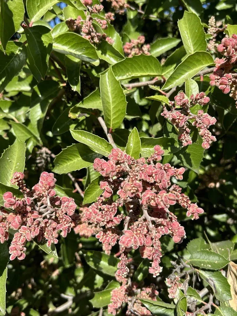 Sugar Bush × Lemonade Berry Hybrid