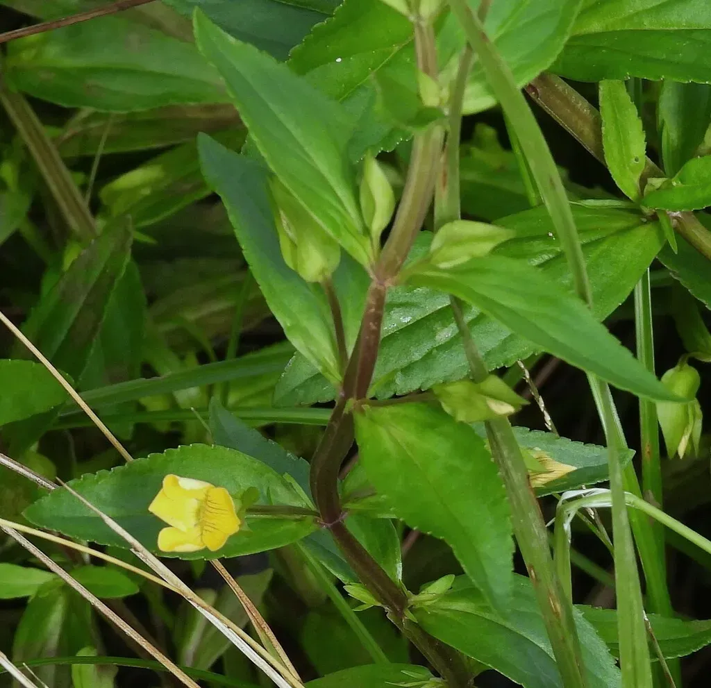 Mecardonia Grandiflora