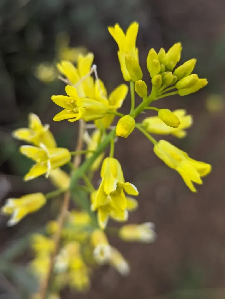 Flaxleaf Plainsmustard