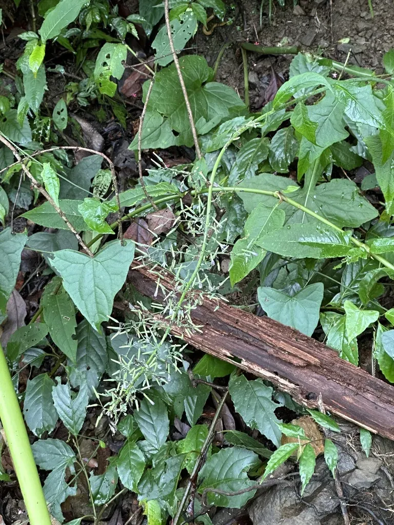 Paraprenanthes Sororia