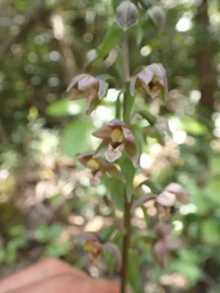 Epipactis Lusitanica