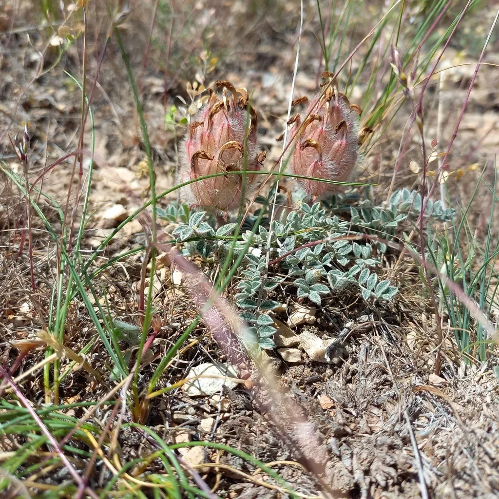 Astragalus Chaetodon