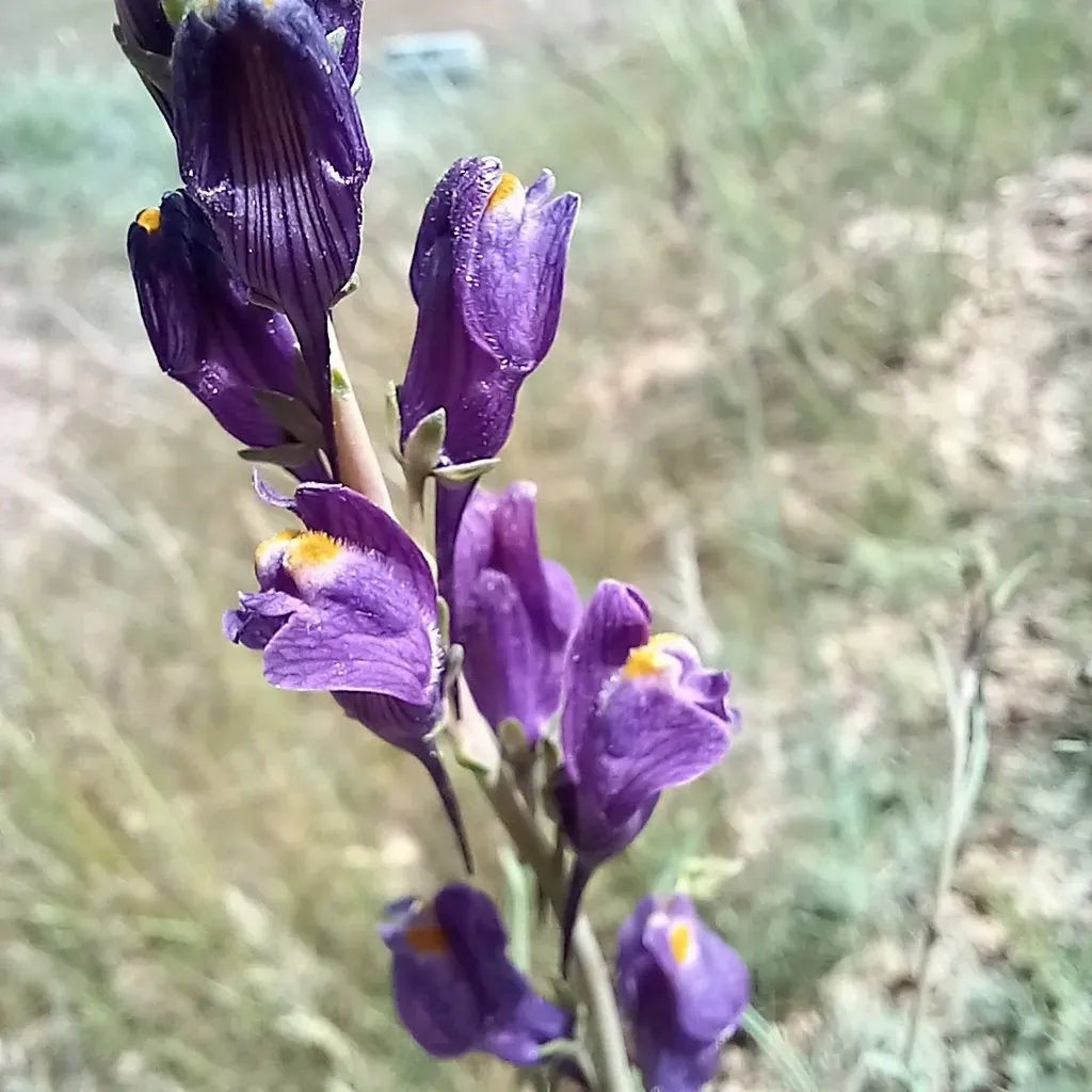 Linaria Transiliensis