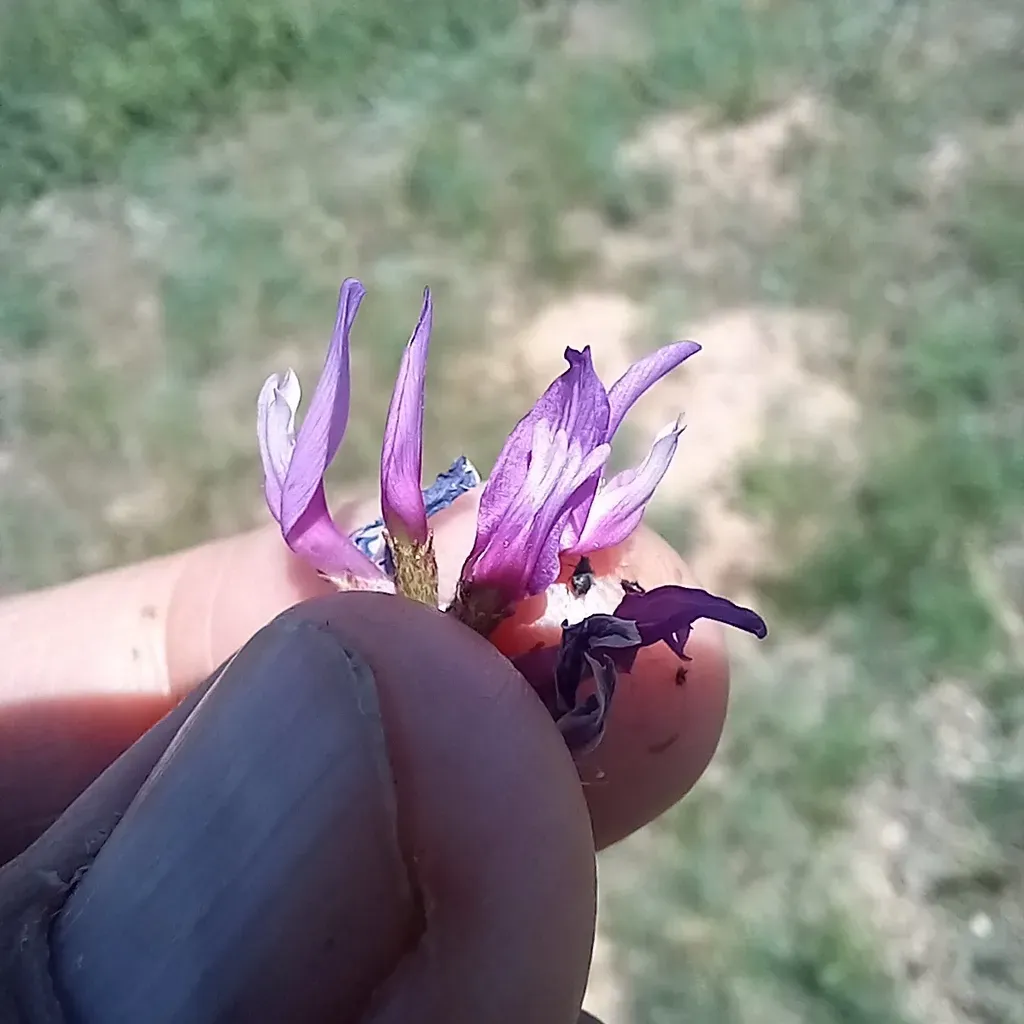 Astragalus Kronenburgii