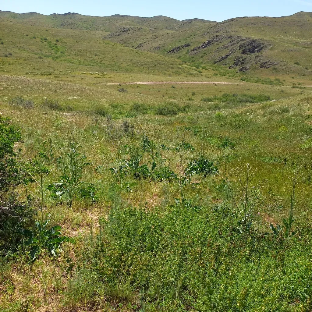 Stubendorffia Orientalis