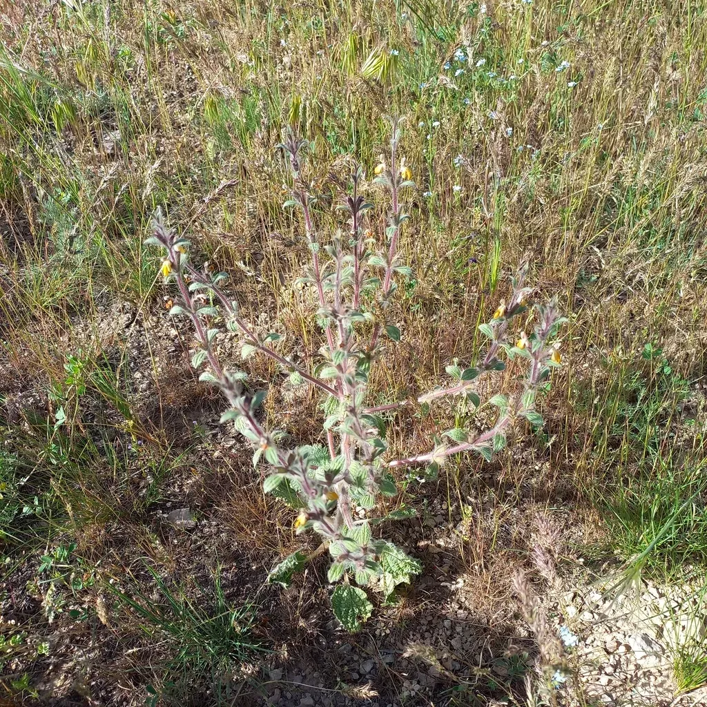 Phlomoides Eriocalyx