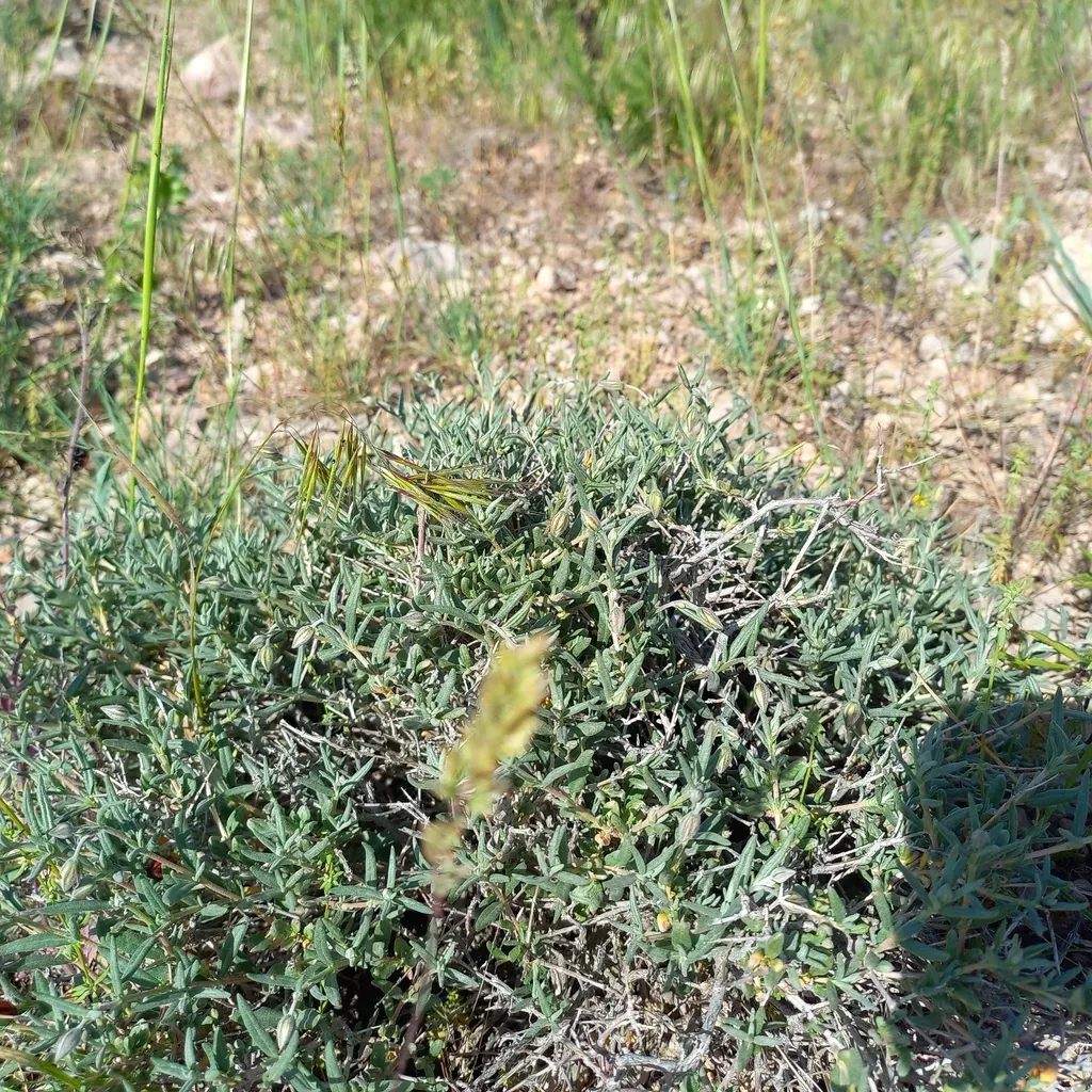 Helianthemum Songaricum