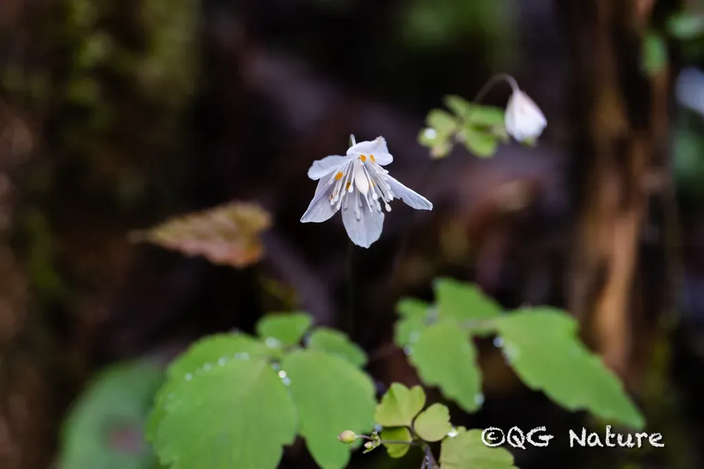 Dichocarpum Auriculatum