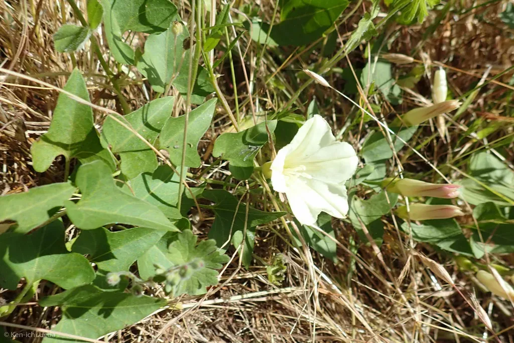Nightblooming False Bindweed