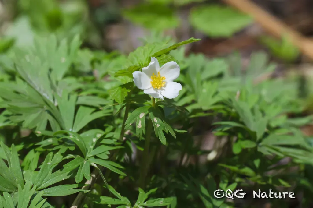 Anemonastrum Baicalense