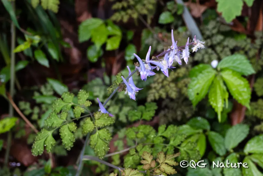 Corydalis Sheareri
