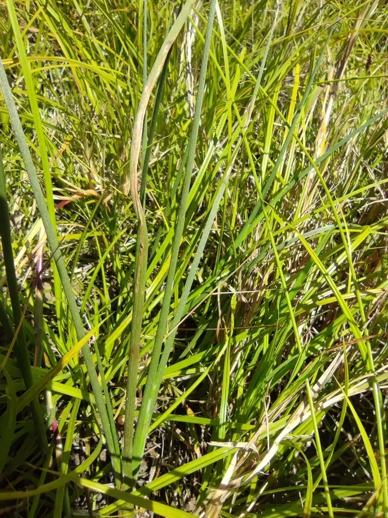 Juncus Striatus