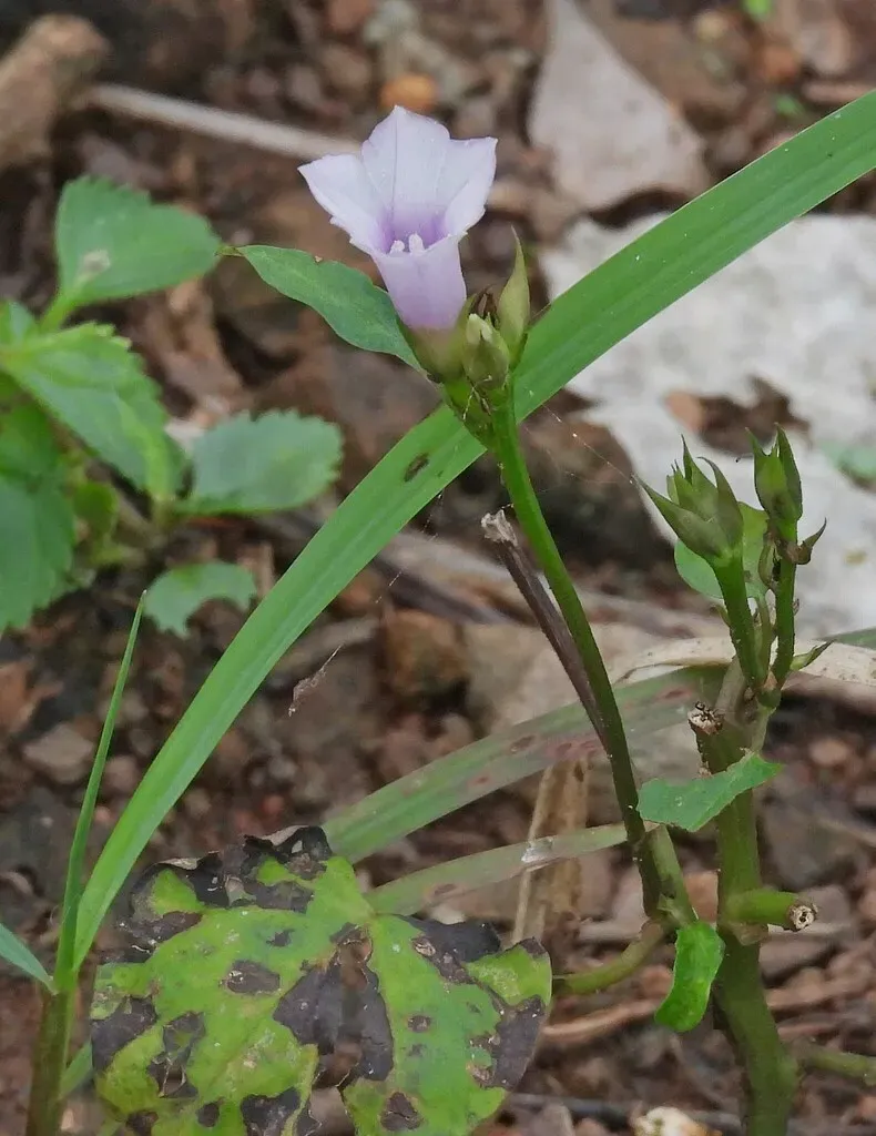 Ipomoea Grandifolia