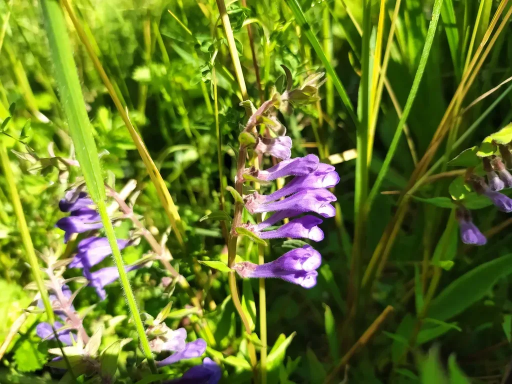 Norfolk Skullcap