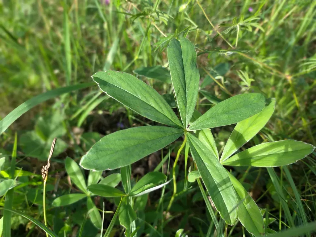 White Cinquefoil
