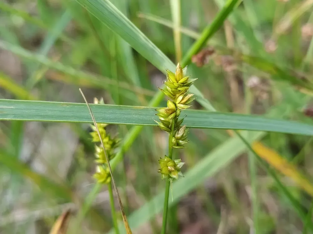 Small-fruited Prickly-sedge