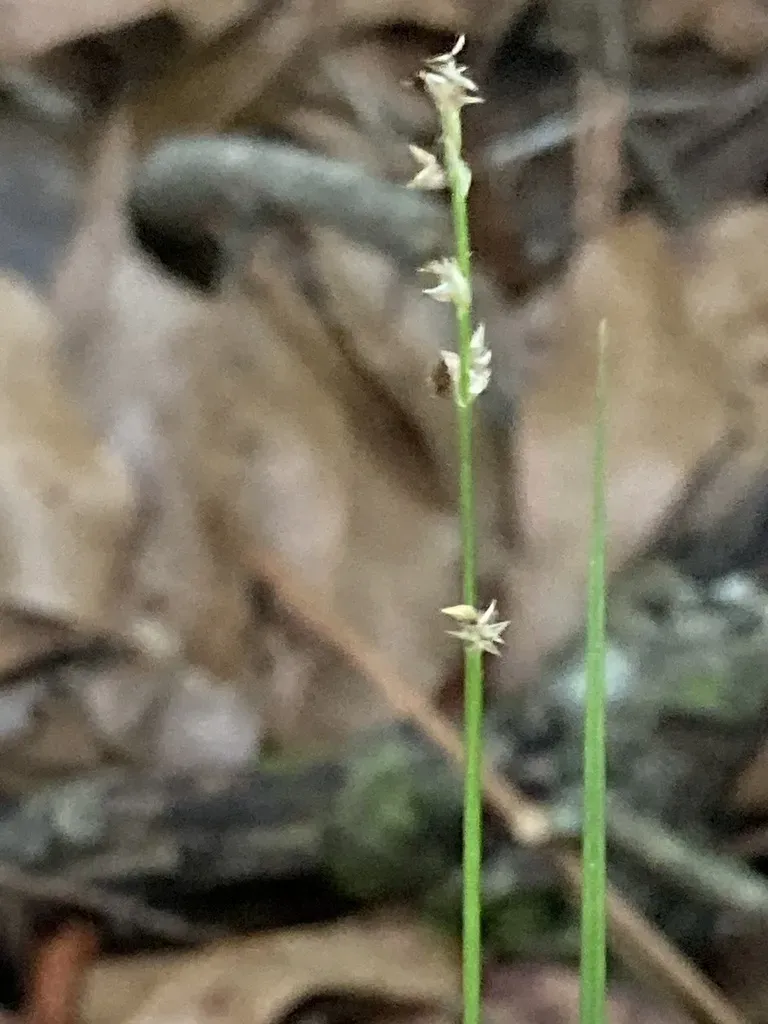 Weak Stellate Sedge