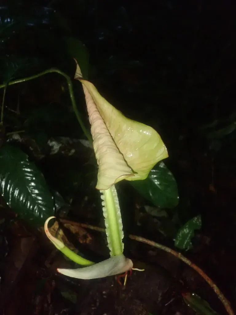 Philodendron Ernestii