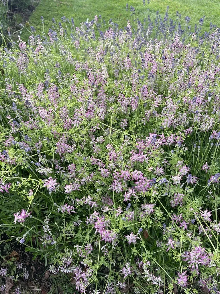 Purple Ramping-fumitory