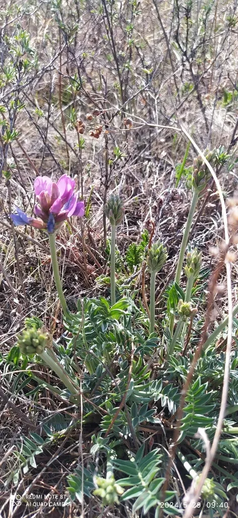 Oxytropis Mixotriche