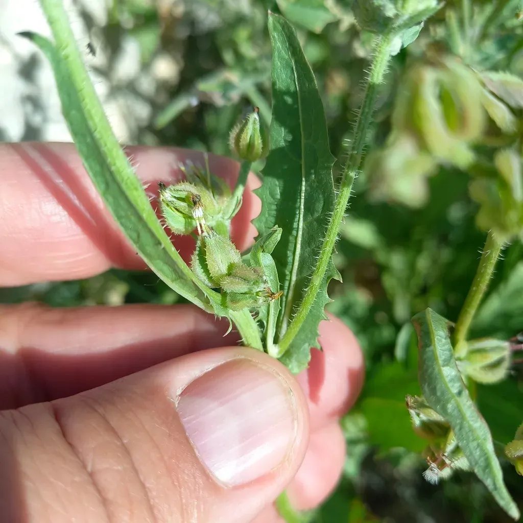 Garhadiolus Papposus