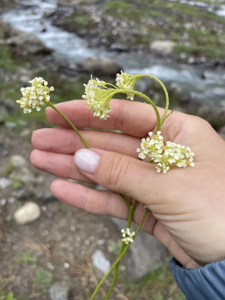 Lepidium Silaifolium