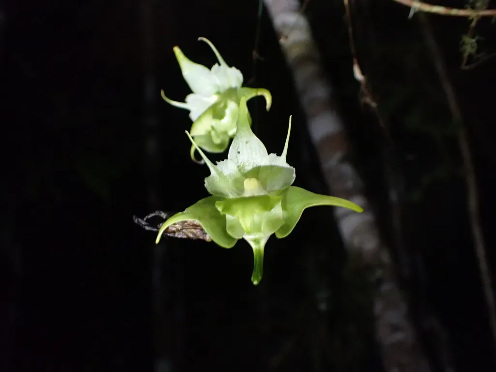 Aeranthes Arachnites