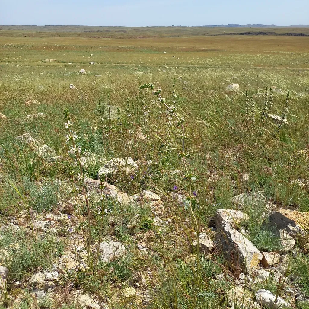 Phlomoides Septentrionalis