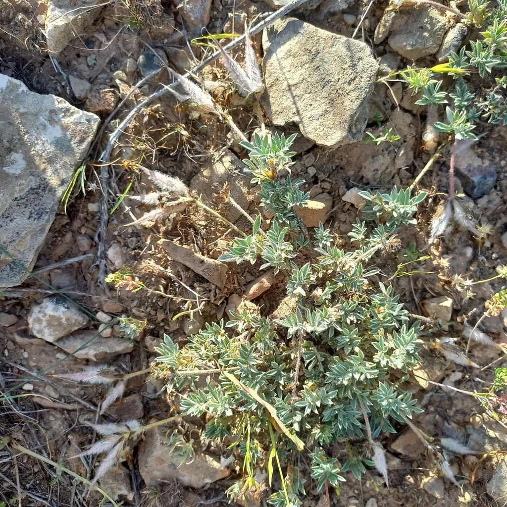 Astragalus Pseudocytisoides