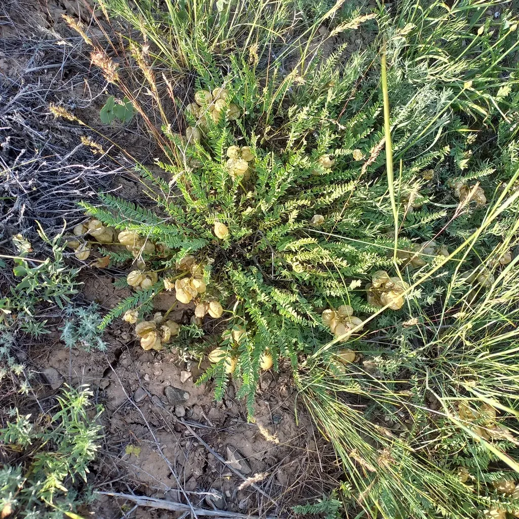 Astragalus Kurdaicus