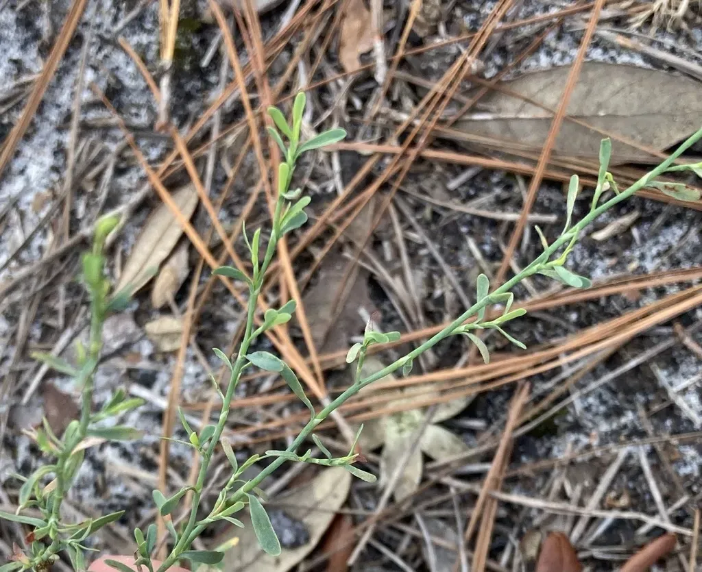 Common October-flower