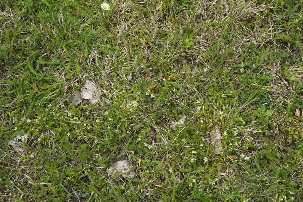 Cerastium Subtetrandrum