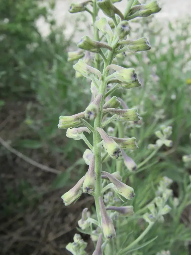 Geyer's Larkspur