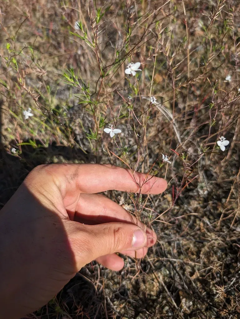 Smallflower Western Rosinweed