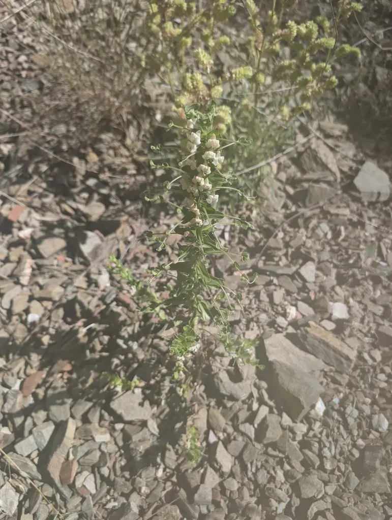 Dimorphic Snapdragon