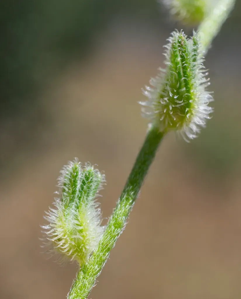 Cryptantha Rostellata