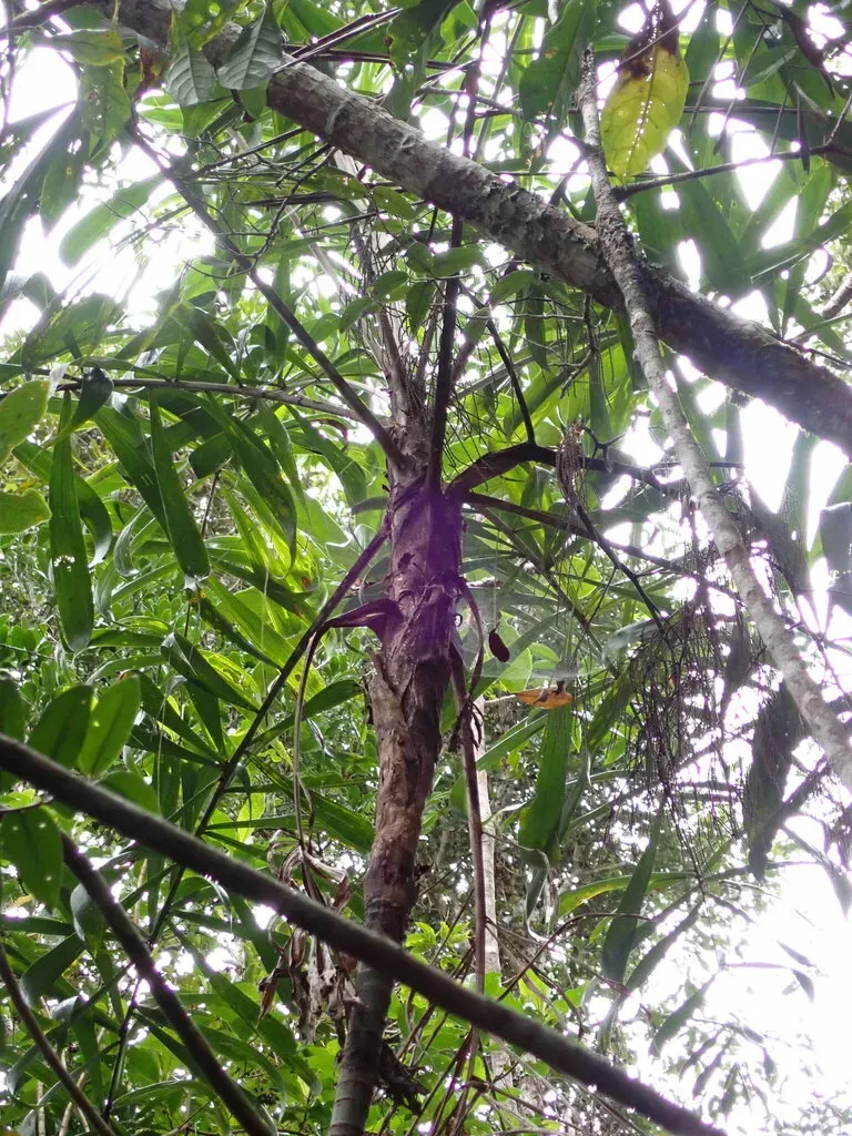 Dypsis Pinnatifrons